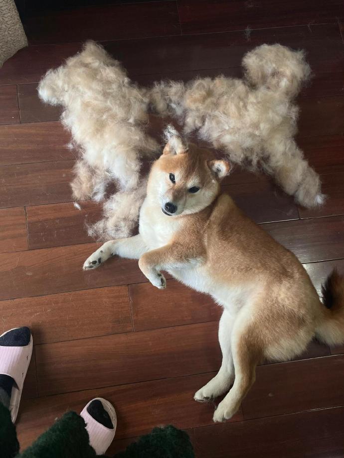 掉毛掉出了一个自己