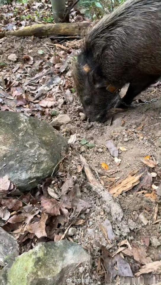 野猪会找笋为主人每年创收12万这牛逼了