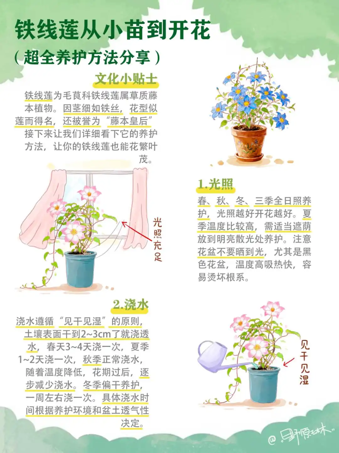 铁线莲从小苗到开花，详细养护方法分享