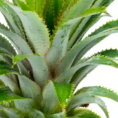 1200菠萝的种植方法🍍一.家庭种植方法（冠芽繁殖）1.冠芽处理：选择叶片翠绿