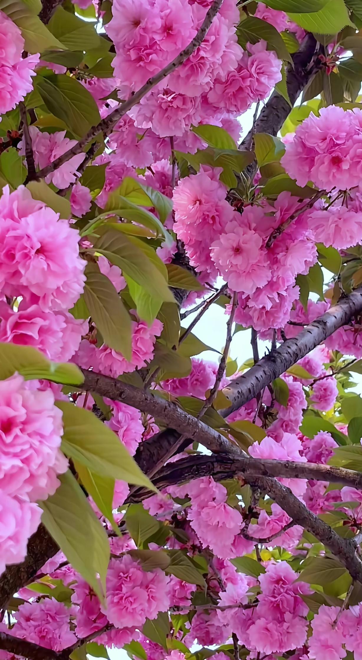 给大家分享我拍的一张樱花照片。那天阳光正好，我漫步在公园，一大片樱花映入眼帘。