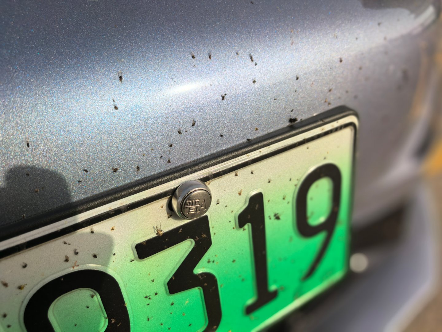 原来蚊子真的会被车撞死。。