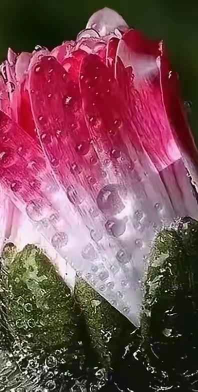 十一过后刚上班，就听说小张被开除了，原因是他总跟领导吵架，不会沟通，小张什么都好