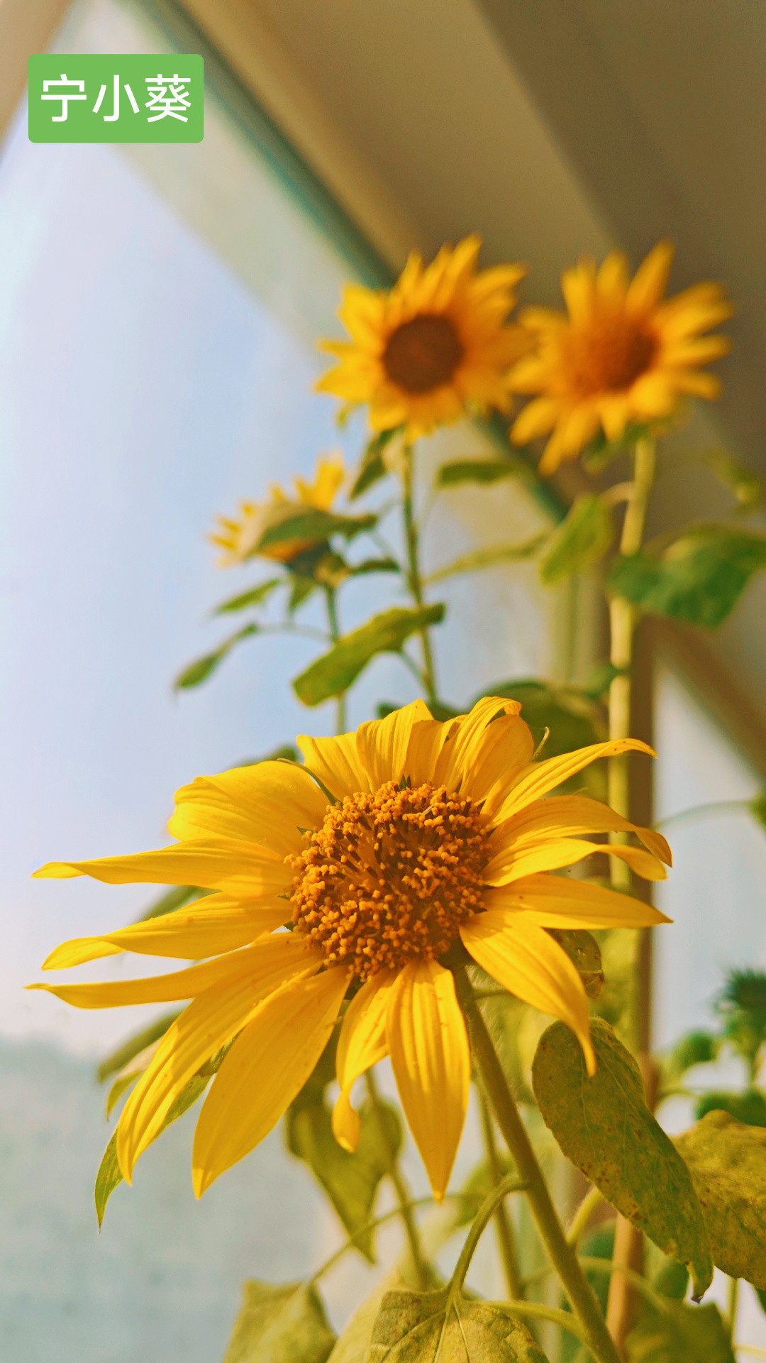 我的向日葵🌻种植水平，应该属于大棚的top级别吧。