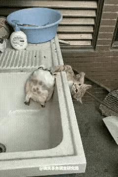 把乌龟看成老鼠了