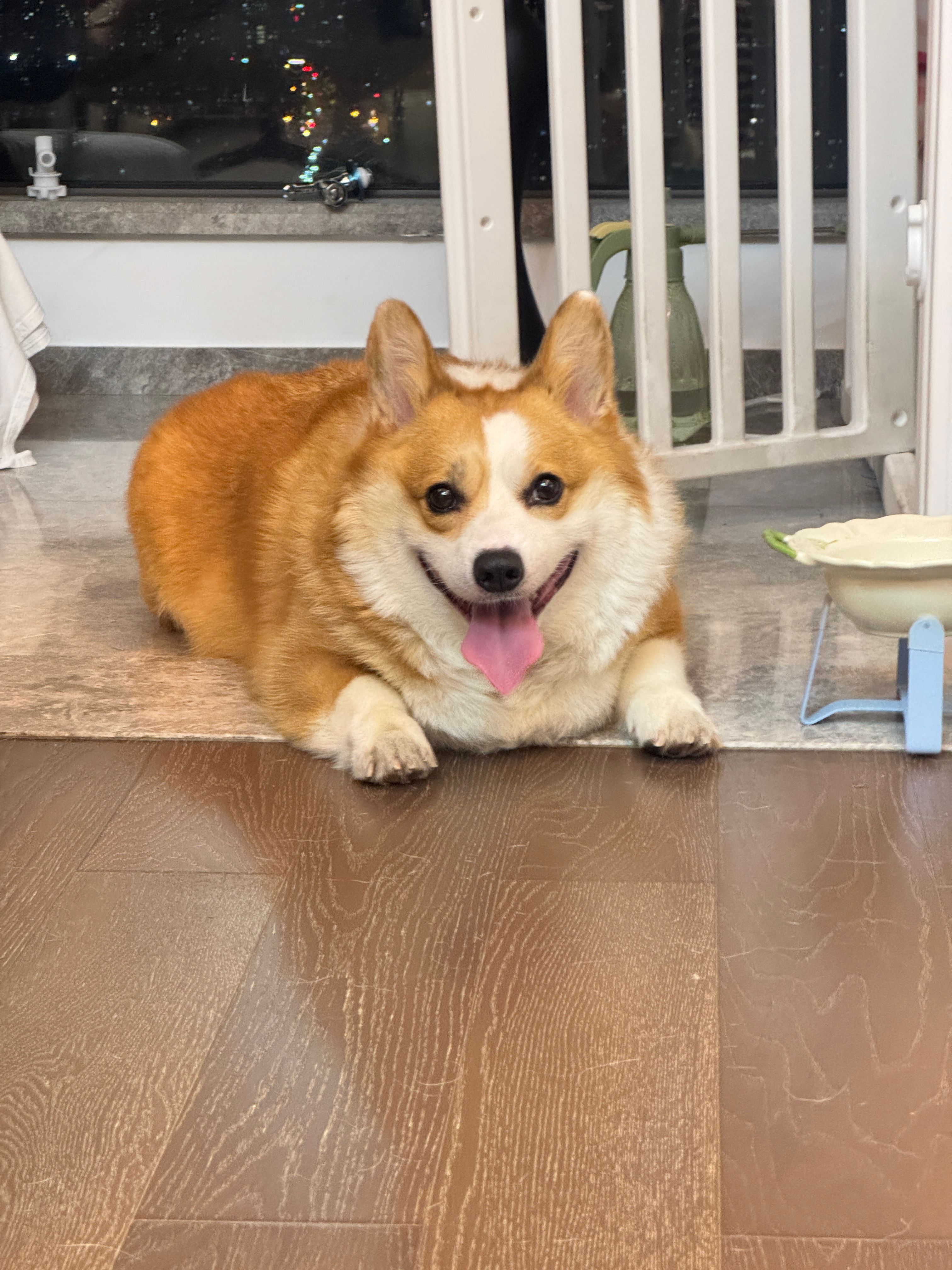 这辈子卖得最后悔的一只狗这辈子养的最难减肥的一只狗