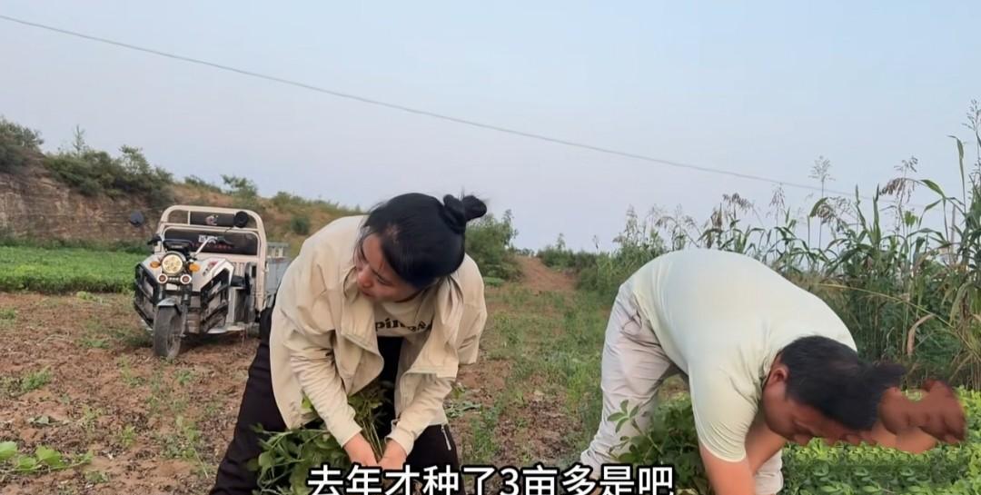 小红一家正在地里收花生。小红对云飞说：“去年只种了3亩，今年你来了，咱种了5亩