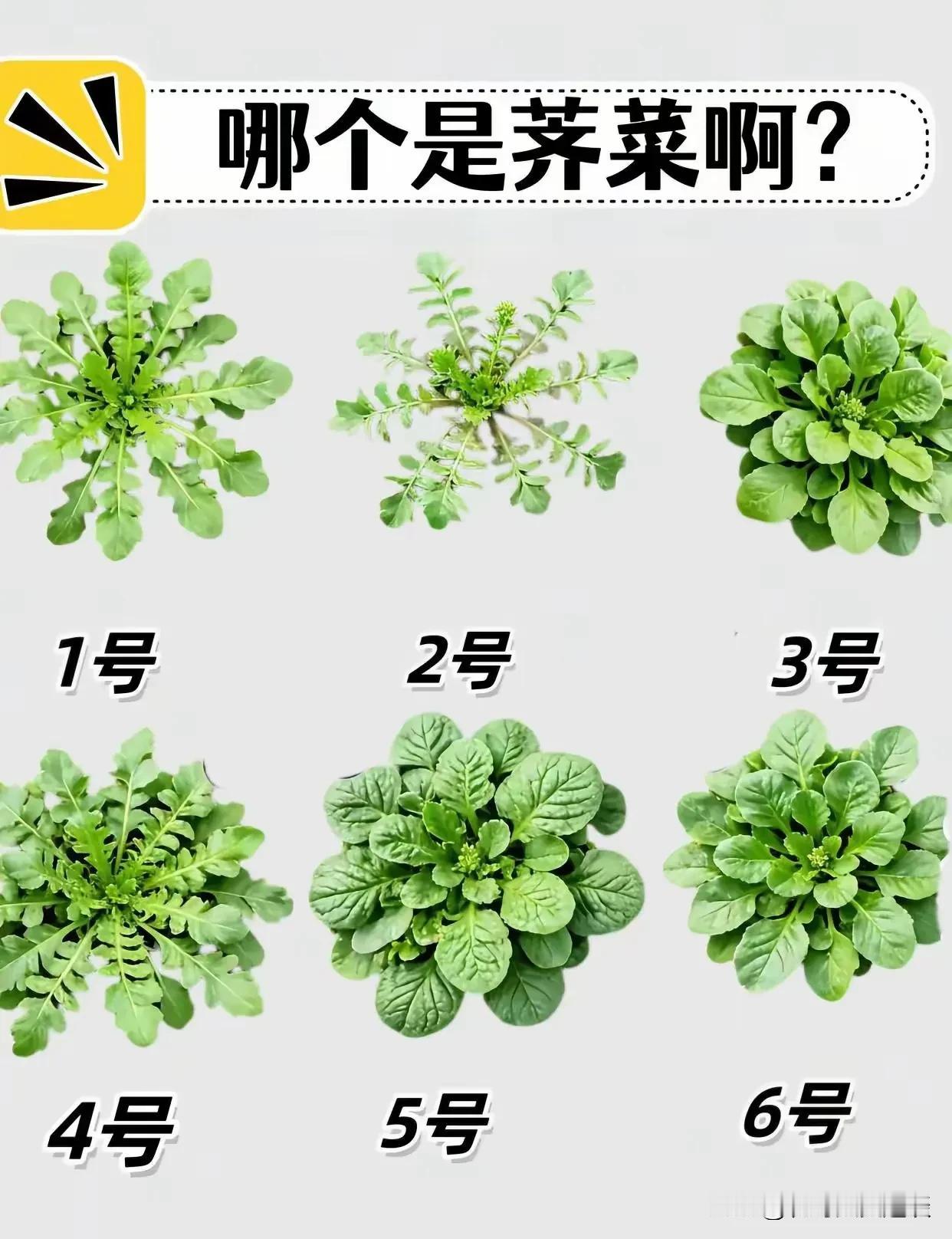 面对荠菜图片，愣是傻傻的分不清。老婆要吃荠菜饺子，说周末去野外挖荠菜，先在网上搜