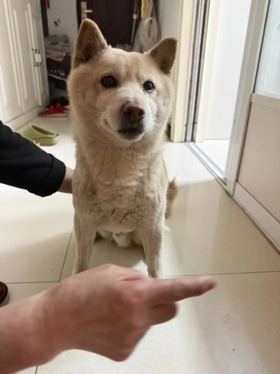 急急急！沈阳谁家柴犬丢了！！！