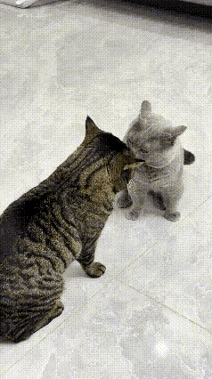 你瞅瞅这俩猫，真是能哩慌，笑不活了！灰猫追着狸花猫没完没了地喵，跟个小话痨