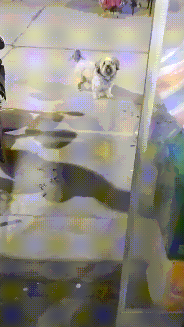 一只流浪狗凭借自己的才艺与灵性过上了幸福的生活。