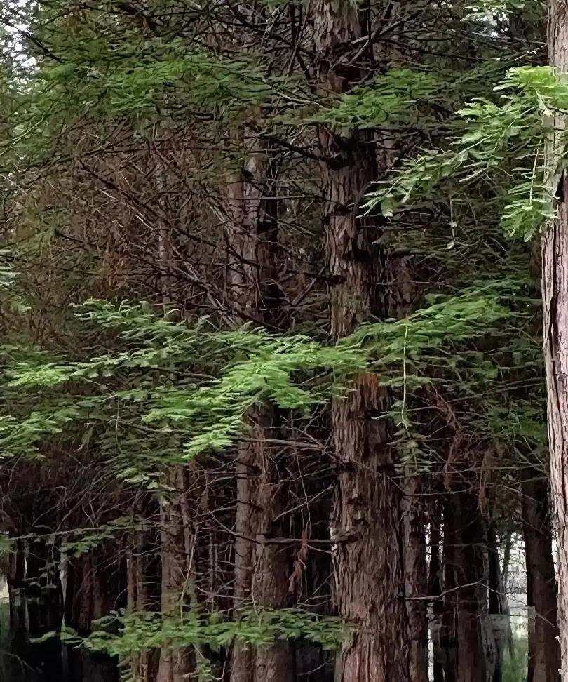 大妹妹高三那年，邮电局贴出内部招工榜，爸把表领回家，说考上就能进局里端铁饭碗。