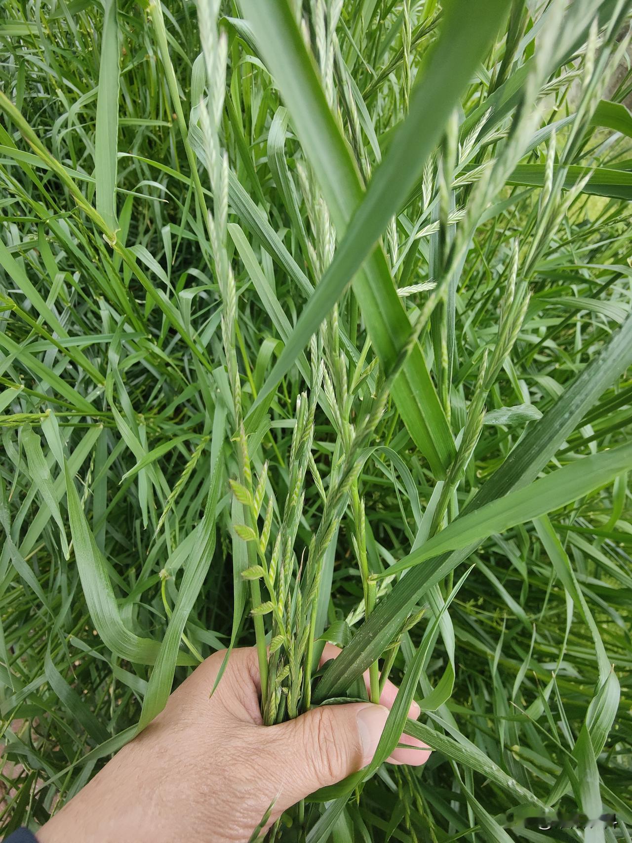 都说前期用唑啉草酯+啶磺草胺喷施效果好。错过最佳防治期后，可在小麦抽穗前，用高