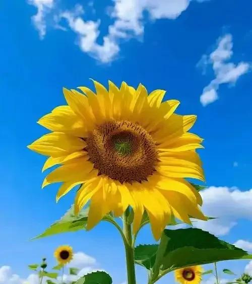 公婆为了孙子今年的高考，专门在后面的闲篱笆院里种植了十几棵向日葵。他俩常说，这