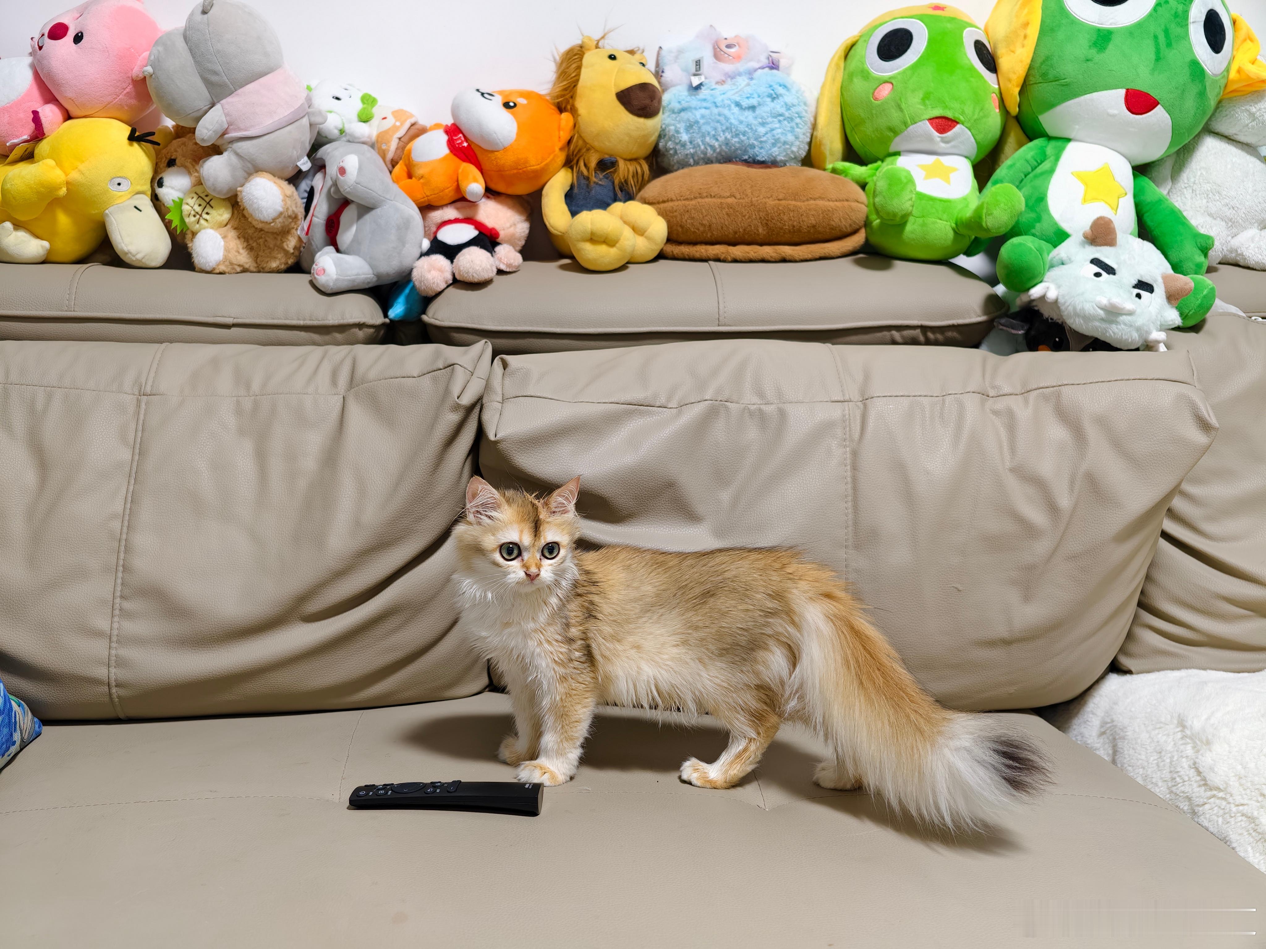 这么可爱的猫叫它小鸡怎么样？[doge]​​​