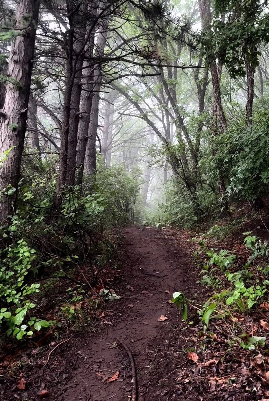 当你有一个随地大小躺的徒步搭子今天的徒步搭子是一只胖狗狗🐕上山路上就开始抑制不