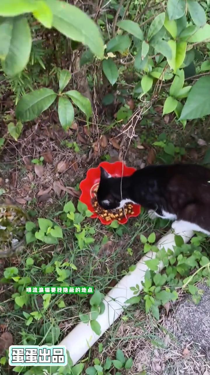 为什么要隐蔽投喂流浪猫？蛋蛋出品。喂流浪猫要找隐蔽的地点，放下猫粮和水就离开
