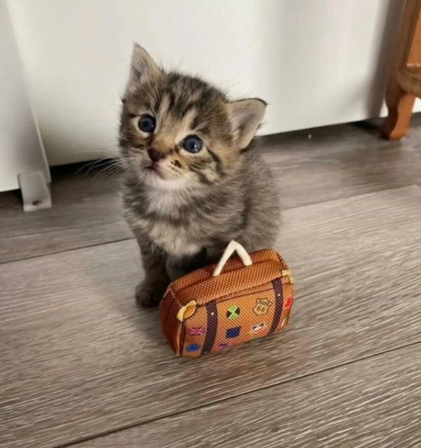 猫咪：我得出门几天，你可以照顾好自己吗🥹