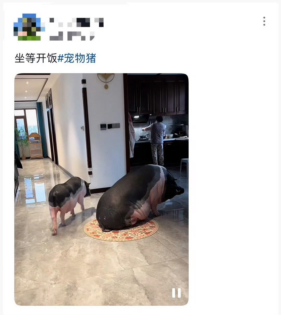 全国首个伴侣动物立法草案被删除删除得好！你说你的的猫猫狗狗是伴侣动物？那人家的鸡