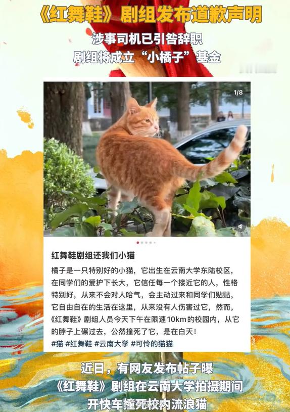 红舞鞋剧组撞猫司机已辞职别闹了，虽然我也喜欢猫，但是压死一只就让人道歉、辞职太