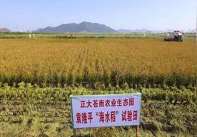 总有人吐槽海水稻口感不好，说实话，这根本是找错了评判标准，这东西本来就不是用来日