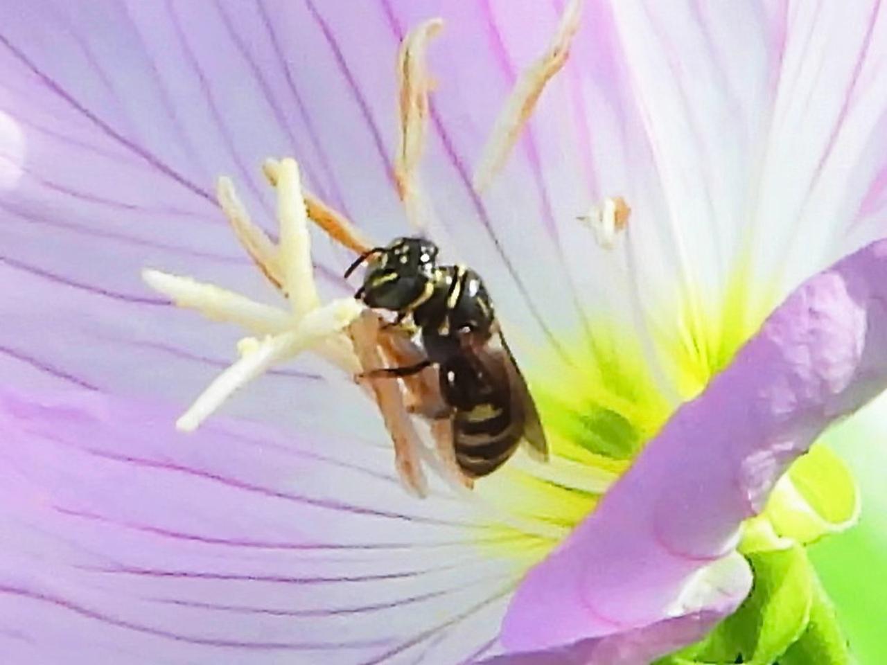 【昆虫观赏】芦蜂膜翅目蜜蜂科芦蜂属昆虫。小型独居性蜜蜂，体长范围约3.5–