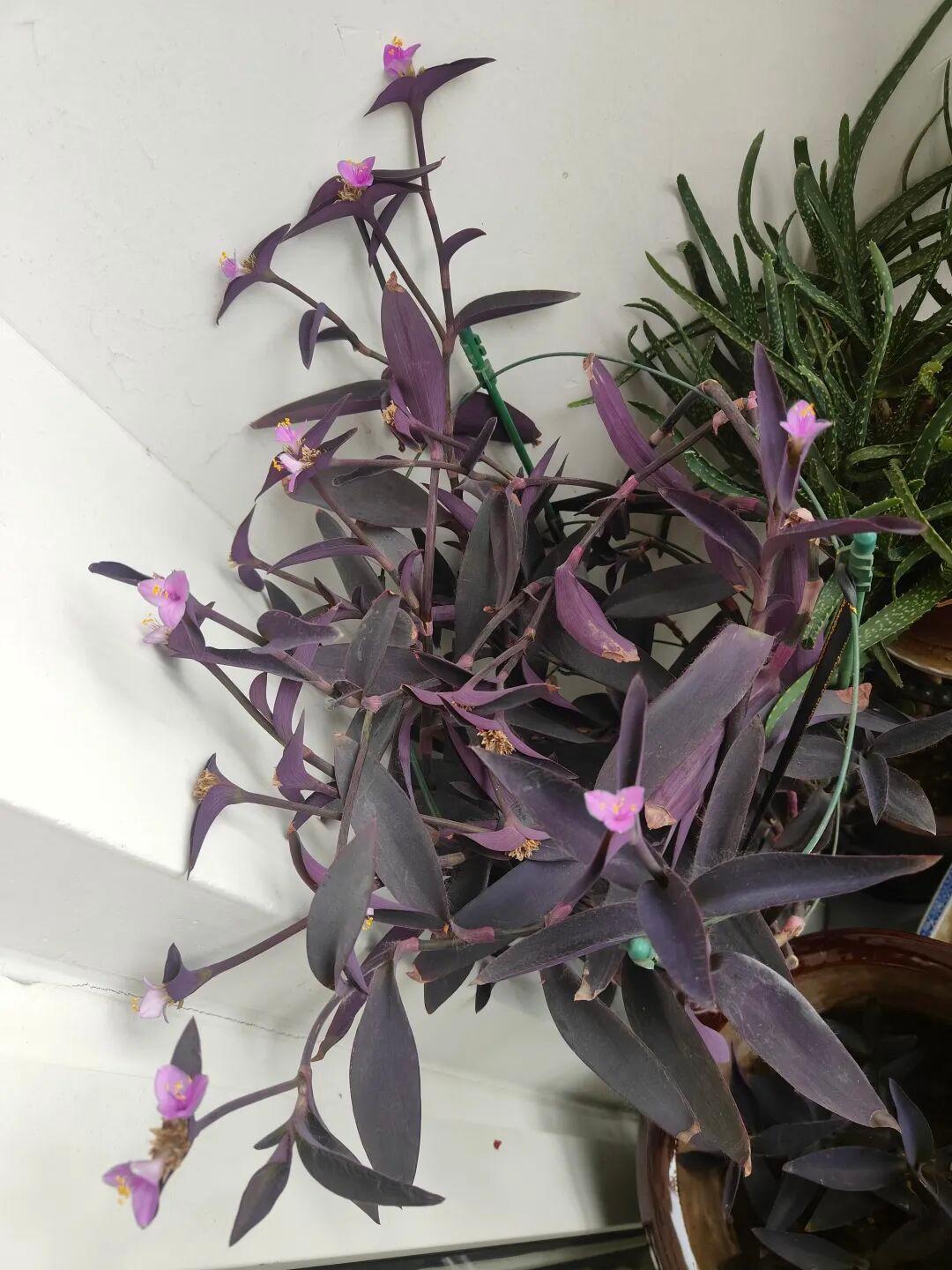 紫色叶片的可爱多肉植物，点缀着粉色小花，生机勃勃！清早起来真是清香满屋呀！