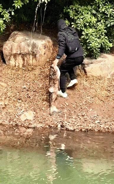 大哥从早上钓到下午，才掉了这么大一条鱼结果一不小心把鱼弄跑了，他气得两顿饭都
