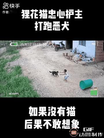 狸花猫秒变“护娃战神”！把狗狗赶跑后，小主人这波拥抱看哭了谁懂啊！普通狸花