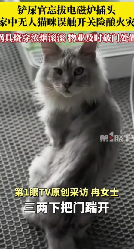 8月8日，四川成都。猫主人离开时忘了断电，猫咪误触电磁炉开关，烧干电磁炉冒起浓烟