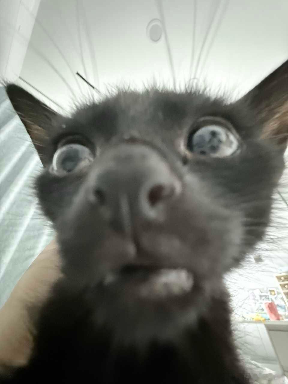 49117【丑猫】上等货色