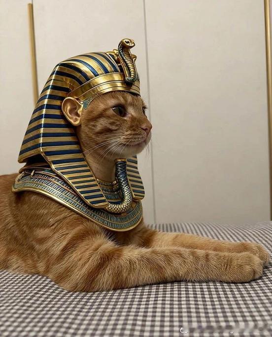 给你家橘猫来一套​​​