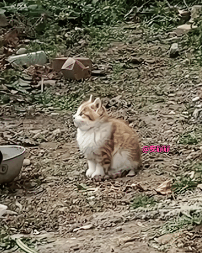 打呵欠都能迷得你神魂颠倒！