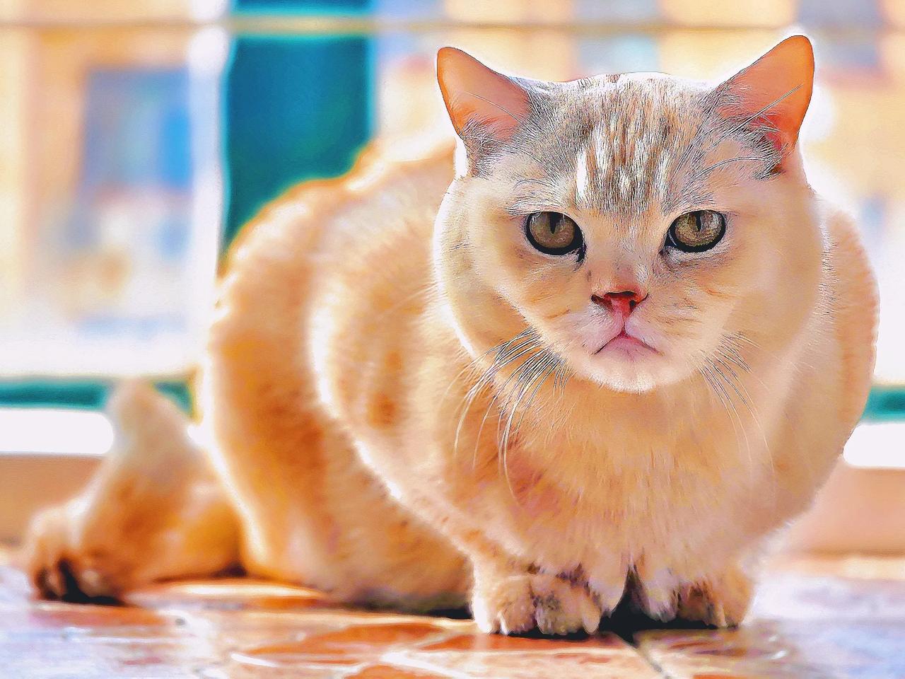 外面人满为患，在家鼓捣猫宁。老翟摄影