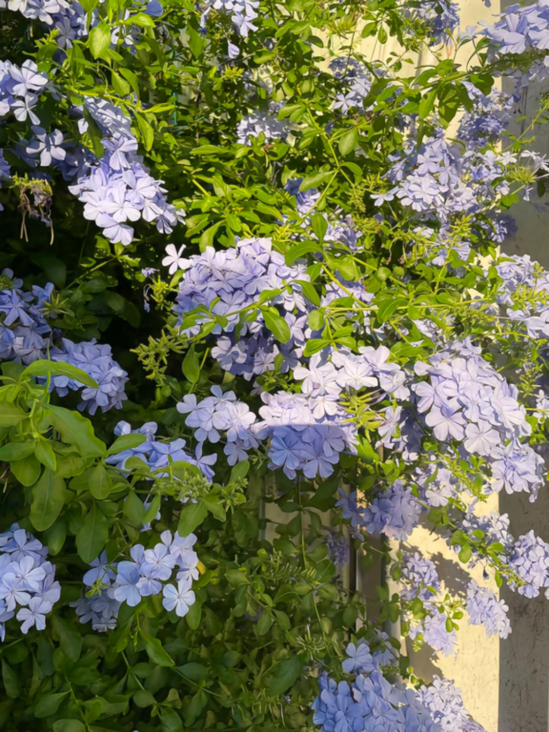 蓝雪花｜清新淡雅，开花勤快1.苗土准备：选枝条繁茂、叶片翠绿的小苗，20cm透气