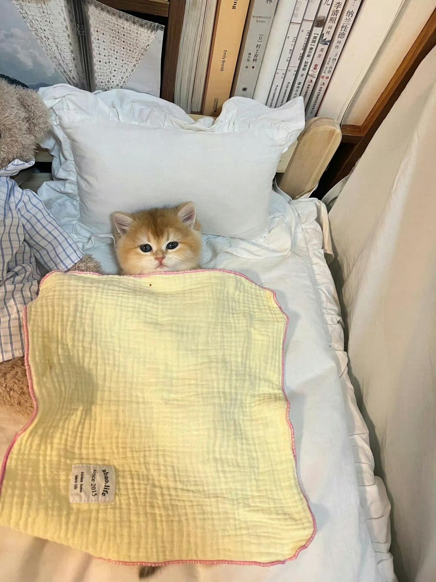 猫咪的作息非常规律🤩[抱抱]​​​​
