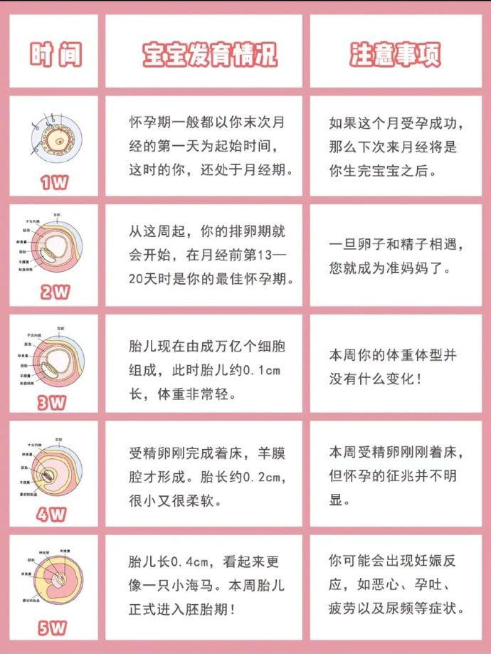 孕期知识｜发胎儿每周发育情况十注意事项