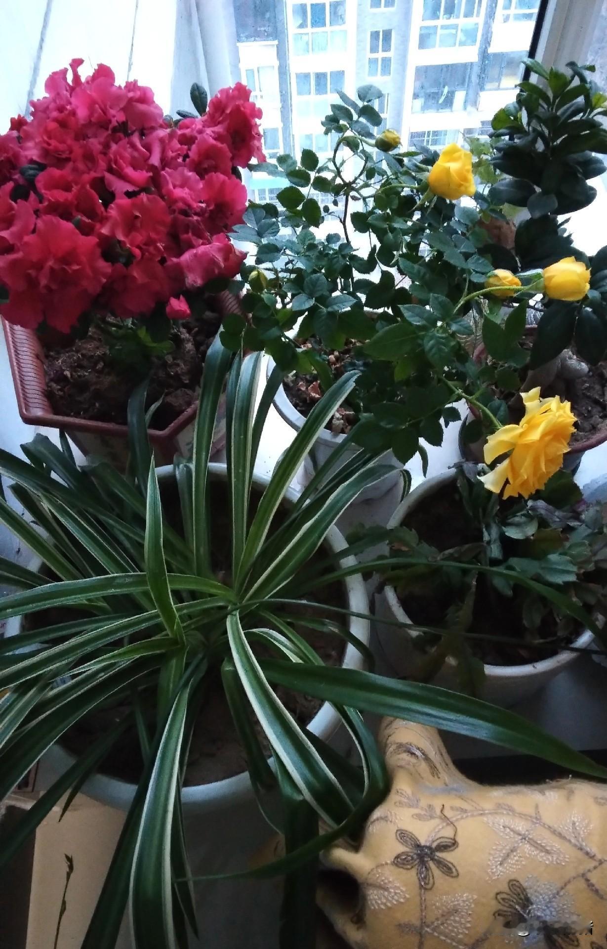 四十年过去了，那年的初六爷爷给我一个大苹果，我高兴的蹦蹦跳跳往家走着，奶奶从后面