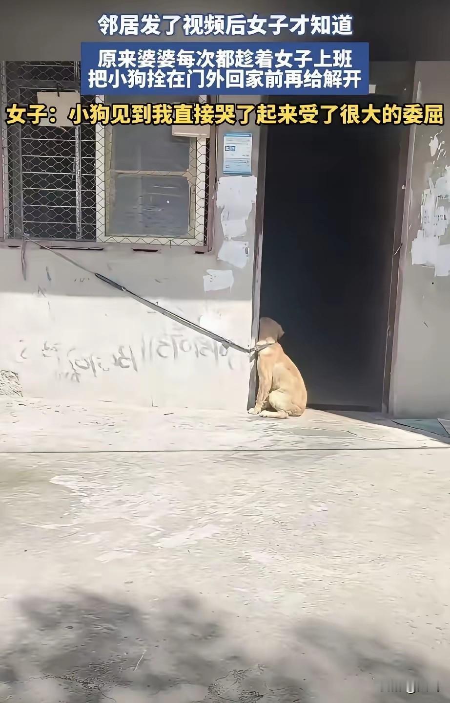 我早上刚出去上班，婆婆立马就把狗拴到大太阳底下暴晒，算着我下班快到家了，才把狗牵