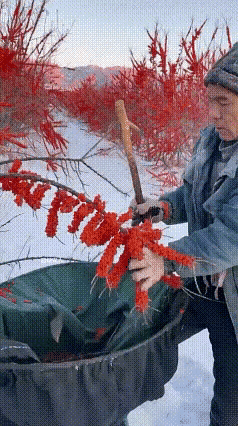 这种果子真好采摘[赞]
