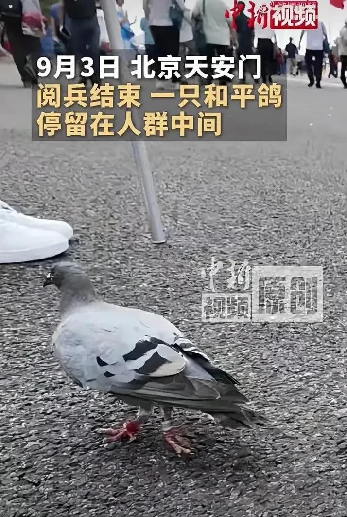 让人最担心的事来了据说这8万只和平鸽，都是普通市民养的自愿提供的，有来自北京的