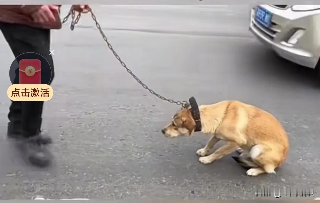 一只农村土狗被主人牵到狗肉市场，狗狗直接吓得瘫倒在地，不肯再走，主人便将它抱起，