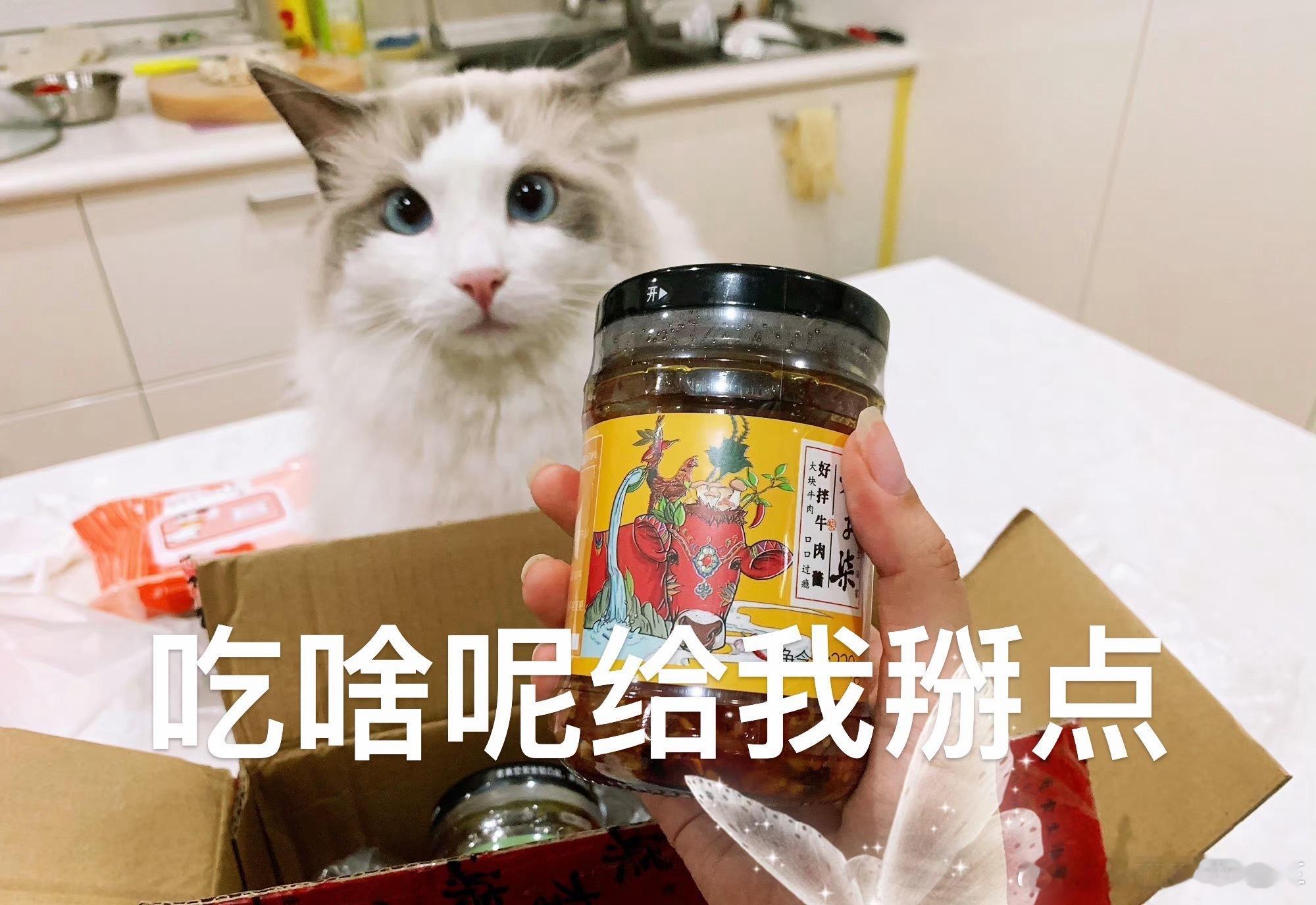 耳聋小猫因为可爱被导演选中那……大家喜欢对眼小猫吗看看我家豆汁儿能不能