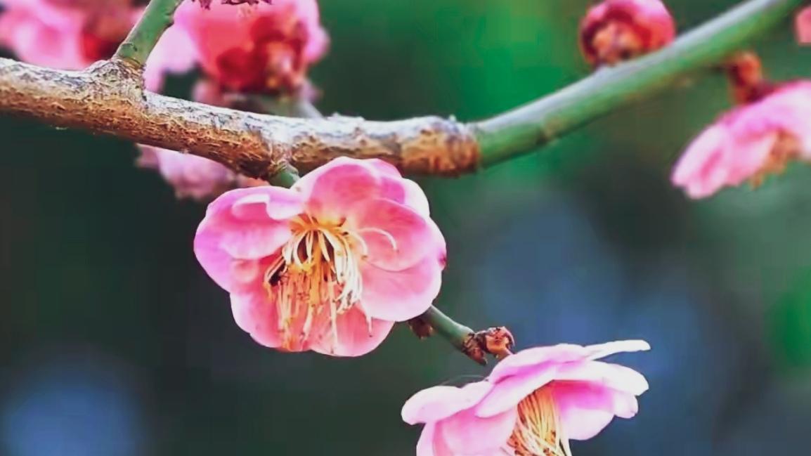 🔥昆明黑龙潭赏梅攻略火速收藏！第三十届梅花展盛花期正当时，西南最大梅园140+