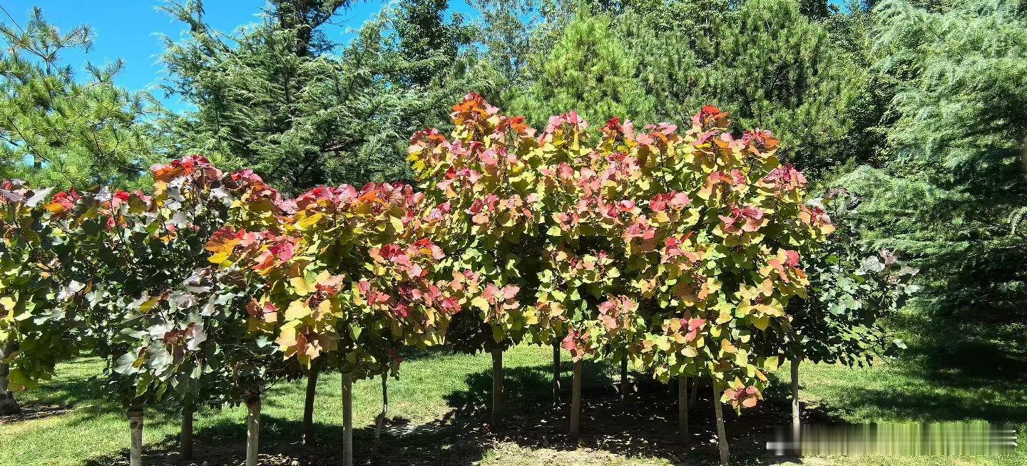 今日天冷气清，赴一场北坞、中坞、南坞的公园漫游。阳光洒在草木间，勾勒出满目的清新