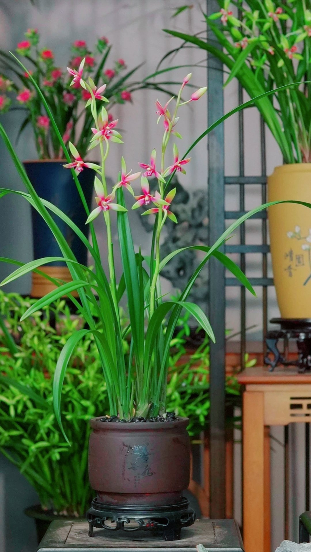 我买的兰花好看不？​​​