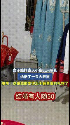 特别的礼物！一女子结婚当天猫咪也来随礼，给送来一只大老鼠，猫咪：这是我能拿得出手