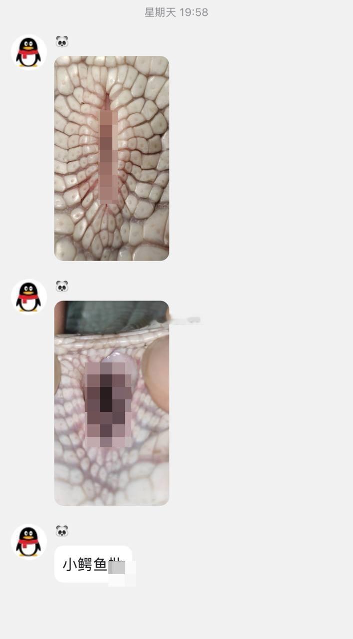 真的什么变态都有啊，鳄鱼都不放过。​​​