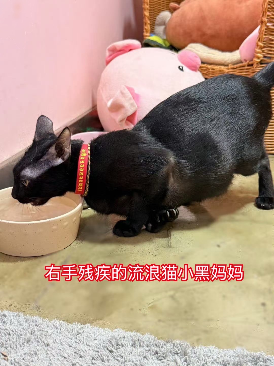 这么大了还吸奶，这样对吗？[doge]猫咪​​​