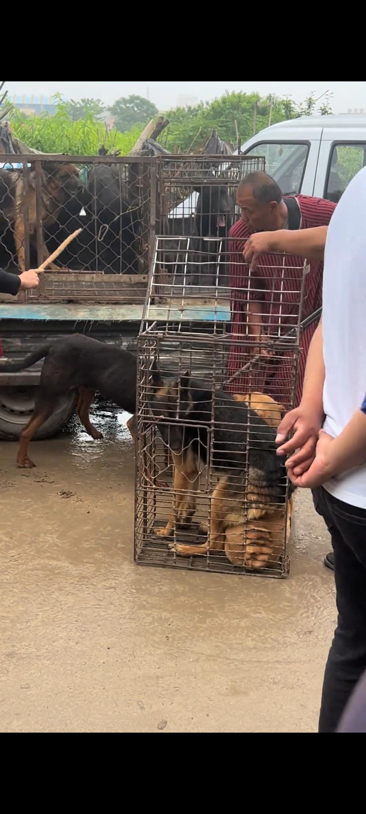 狗贩子三下五除二就直接将几只硕大的狗狗，硬生生的塞入到了一个铁笼当中，你现在所看